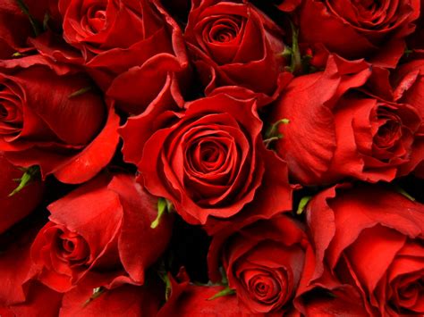 Red Rose .
